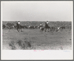 Cutting out calves for branding from the herd. Cattle ranch near Spur, Texas