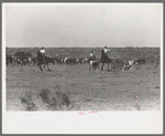 Cutting out calves for branding from the herd. Cattle ranch near Spur, Texas