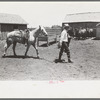 Cowboy leading horse which he has just saddled. Cattle ranch near Spur, Texas