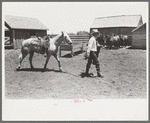 Cowboy leading horse which he has just saddled. Cattle ranch near Spur, Texas