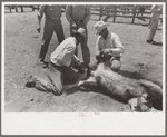 Sawing off horns of calf. Ranch near Spur, Texas