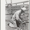 Cowboy getting supplies for innoculation against blackleg. Cattle ranch near Spur, Texas