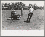 Cowboys throwing a stubborn calf. Cattle ranch near Spur, Texas