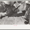 Sawing off horns of calf. Cattle ranch near Spur, Texas. Fly repellent will be applied immediately