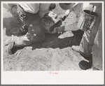Sawing off horns of calf. Cattle ranch near Spur, Texas. Fly repellent will be applied immediately