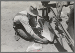 Day laborer adjusting plow points on tractor-drawn planter, near Ralls, Texas