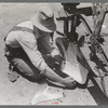 Day laborer adjusting plow points on tractor-drawn planter, near Ralls, Texas