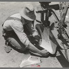 Day laborer adjusting plow points on tractor-drawn planter, near Ralls, Texas