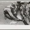 Day laborer adjusting plow points on tractor-drawn planter, near Ralls, Texas