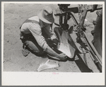 Day laborer adjusting plow points on tractor-drawn planter, near Ralls, Texas
