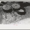 Biscuit being made in dutch oven on cattle ranch near Spur, Texas. Coals are piled on the lid of the dutch oven