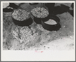 Biscuit being made in dutch oven on cattle ranch near Spur, Texas. Coals are piled on the lid of the dutch oven