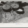 Biscuit being made in dutch oven on cattle ranch near Spur, Texas. Coals are piled on the lid of the dutch oven