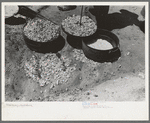 Biscuit being made in dutch oven on cattle ranch near Spur, Texas. Coals are piled on the lid of the dutch oven