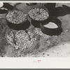Biscuit being made in dutch oven on cattle ranch near Spur, Texas. Coals are piled on the lid of the dutch oven