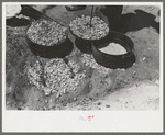 Biscuit being made in dutch oven on cattle ranch near Spur, Texas. Coals are piled on the lid of the dutch oven