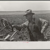 Mr. Milton, pioneer farmer at El Indio, Texas