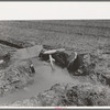Irrigation in the onion fields near Eagle Pass, Texas