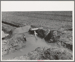 Irrigation in the onion fields near Eagle Pass, Texas