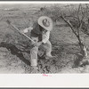 Grubbing land. Mexican chopping mesquite, El Indio, Texas