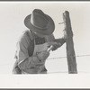 Putting up barbed wire fence on the Milton farm at El Indio, Texas