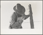 Putting up barbed wire fence on the Milton farm at El Indio, Texas