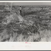 Burning mesquite in process of clearing land, El Indio, Texas