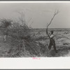 Piling mesquite in process of clearing land, El Indio, Texas