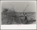 Piling mesquite in process of clearing land, El Indio, Texas