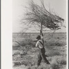 Carrying mesquite to be burned in process of clearing land, El Indio, Texas