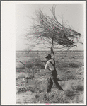 Carrying mesquite to be burned in process of clearing land, El Indio, Texas