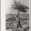 Carrying mesquite to be burned in process of clearing land, El Indio, Texas