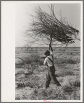 Carrying mesquite to be burned in process of clearing land, El Indio, Texas
