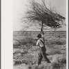 Carrying mesquite to be burned in process of clearing land, El Indio, Texas
