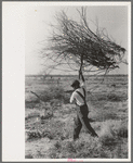 Carrying mesquite to be burned in process of clearing land, El Indio, Texas