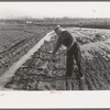 Irrigating land, El Indio, Texas