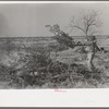 Throwing brush onto fire in process of clearing land, El Indio, Texas
