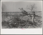 Throwing brush onto fire in process of clearing land, El Indio, Texas