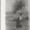 Carrying brush to fire for burning in land clearing, El Indio, Texas