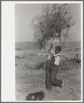 Carrying brush to fire for burning in land clearing, El Indio, Texas