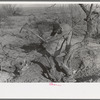Mexican grubbing out mesquite tree, El Indio, Texas