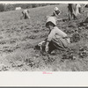 Child of white migrant strawberry picker, Hammond, Louisiana