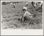 Child of white migrant strawberry picker, Hammond, Louisiana