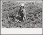 Child of white migrant strawberry picker, Hammond, Louisiana