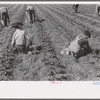 White migrant children picking strawberries in field near Hammond, Louisiana