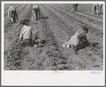 White migrant children picking strawberries in field near Hammond, Louisiana