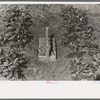 Strawberries in the field with carrier full of berries. Dried pine needles are spread around plants and between rows to keep weeds out and conserve moisture. Near Hammond, Louisiana