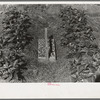 Strawberries in the field with carrier full of berries. Dried pine needles are spread around plants and between rows to keep weeds out and conserve moisture. Near Hammond, Louisiana