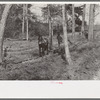 Spring plowing in cut-over region of east Texas near Harleton, Texas