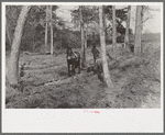 Spring plowing in cut-over region of east Texas near Harleton, Texas
